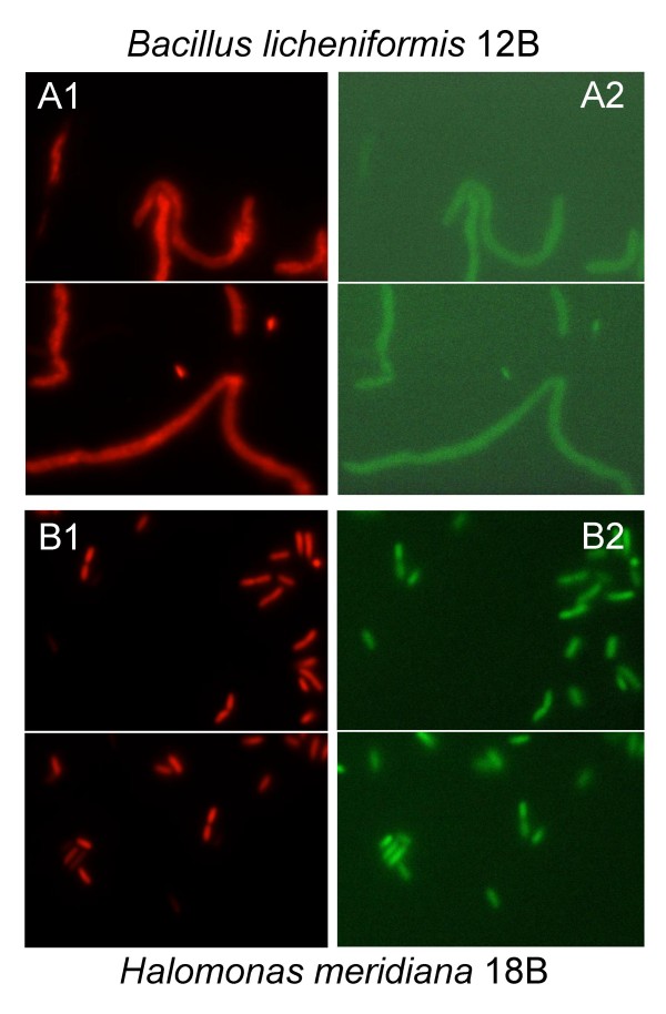 DNA is preserved and maintains transforming potential after contact with brines of the deep anoxic hypersaline lakes of the Eastern Mediterranean Sea.