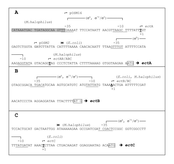 Heterologous ectoine production in Escherichia coli: by-passing the metabolic bottle-neck.