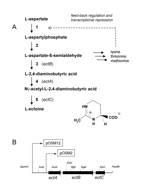 Heterologous ectoine production in Escherichia coli: by-passing the metabolic bottle-neck.