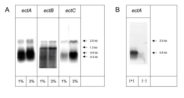 Heterologous ectoine production in Escherichia coli: by-passing the metabolic bottle-neck.