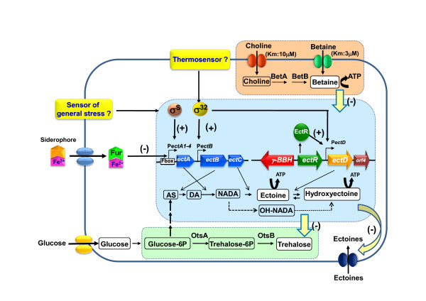 Unravelling the adaptation responses to osmotic and temperature stress in Chromohalobacter salexigens, a bacterium with broad salinity tolerance.