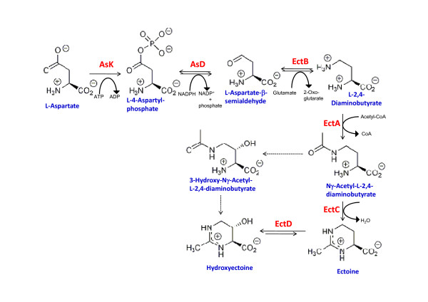 Unravelling the adaptation responses to osmotic and temperature stress in Chromohalobacter salexigens, a bacterium with broad salinity tolerance.