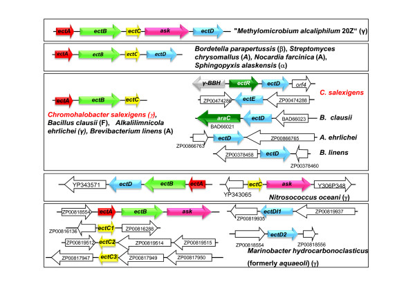 Unravelling the adaptation responses to osmotic and temperature stress in Chromohalobacter salexigens, a bacterium with broad salinity tolerance.