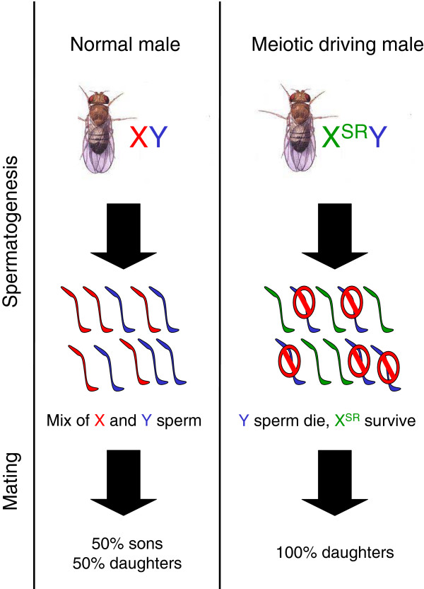 Sperm dumping as a defense against meiotic drive.