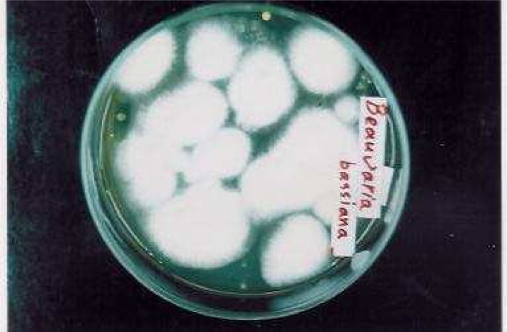 Laboratory Study on Biological Control of Ticks (Acari: Ixodidae) by Entomopathogenic Indigenous Fungi (Beauveria bassiana).