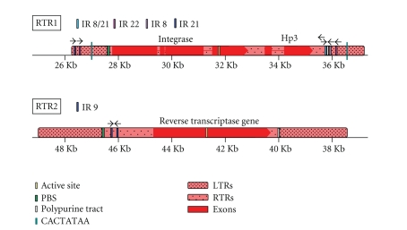 A Nest of LTR Retrotransposons Adjacent the Disease Resistance-Priming Gene NPR1 in Beta vulgaris L. U.S. Hybrid H20.