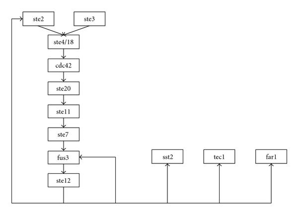 Selection of statistical thresholds in graphical models.