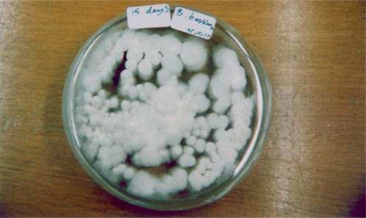 Laboratory Study on Biological Control of Ticks (Acari: Ixodidae) by Entomopathogenic Indigenous Fungi (Beauveria bassiana).