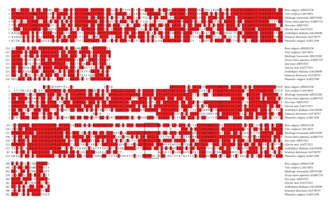 A Nest of LTR Retrotransposons Adjacent the Disease Resistance-Priming Gene NPR1 in Beta vulgaris L. U.S. Hybrid H20.