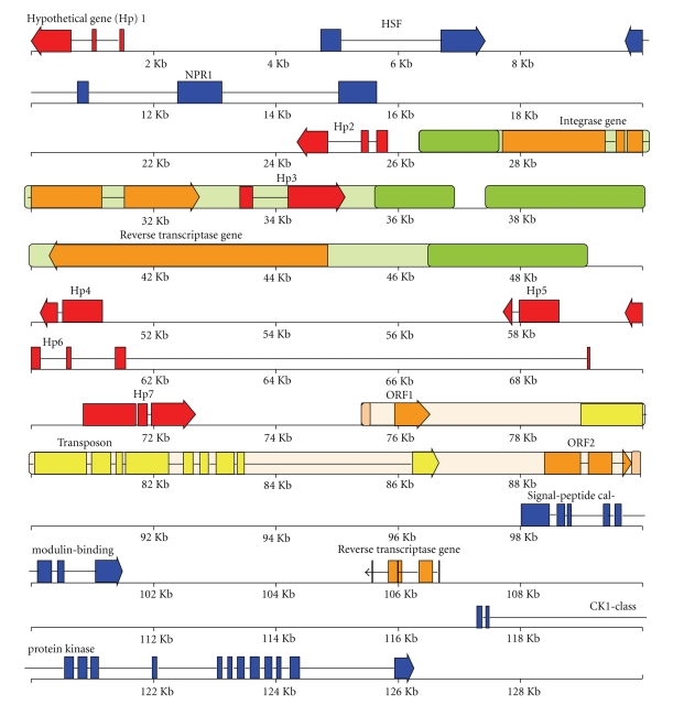 A Nest of LTR Retrotransposons Adjacent the Disease Resistance-Priming Gene NPR1 in Beta vulgaris L. U.S. Hybrid H20.