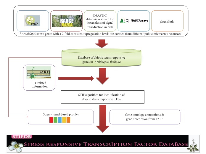 STIFDB-Arabidopsis Stress Responsive Transcription Factor DataBase.