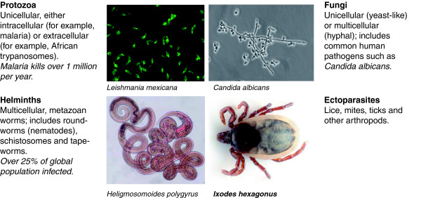 Parasite immunomodulation and polymorphisms of the immune system.