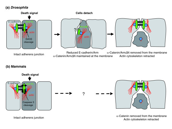 Letting go: modification of cell adhesion during apoptosis.