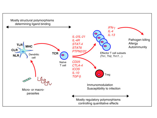 Parasite immunomodulation and polymorphisms of the immune system.