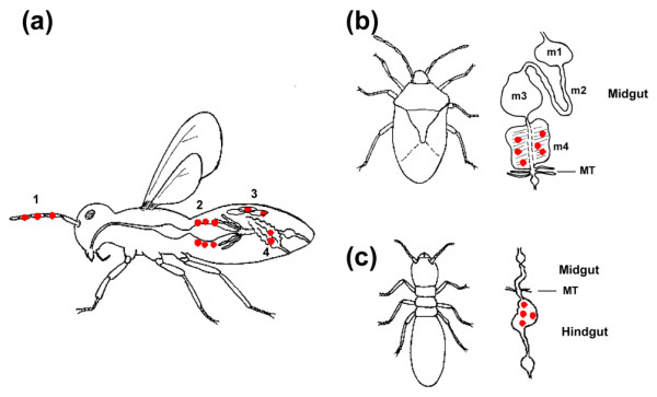 Genome degeneration affects both extracellular and intracellular bacterial endosymbionts.