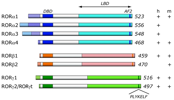 Retinoid-related orphan receptors (RORs): critical roles in development, immunity, circadian rhythm, and cellular metabolism.