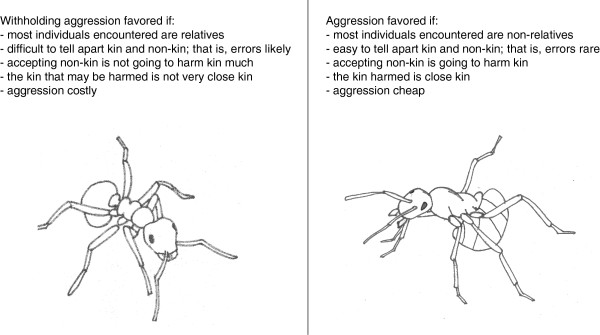 Do unicolonial wood ants favor kin?