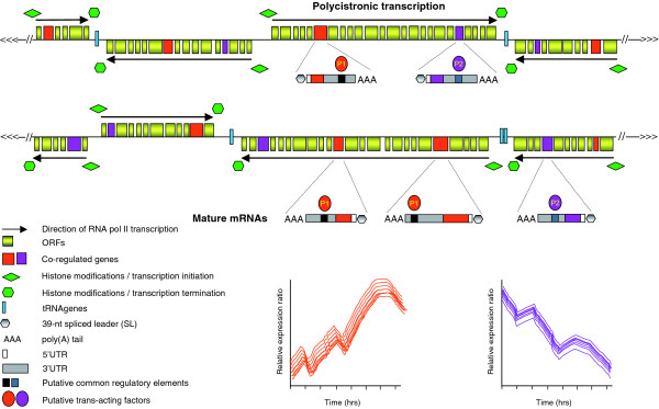 Coordinated gene expression by post-transcriptional regulons in African trypanosomes.