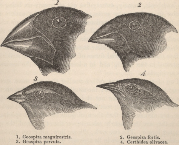 Darwin and Huxley revisited: the origin of allometry.