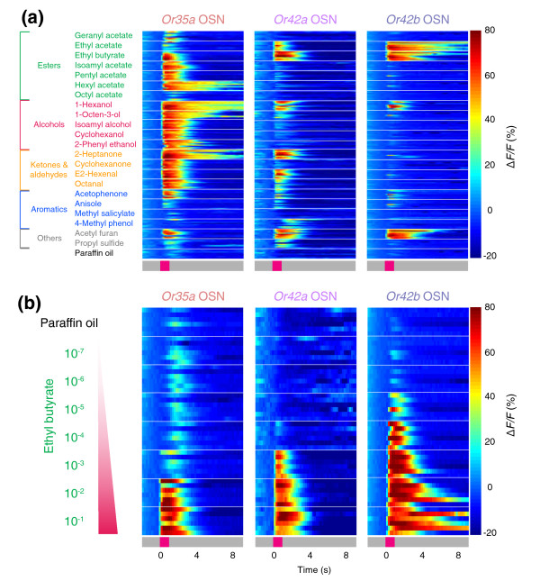 A circuit supporting concentration-invariant odor perception in Drosophila.