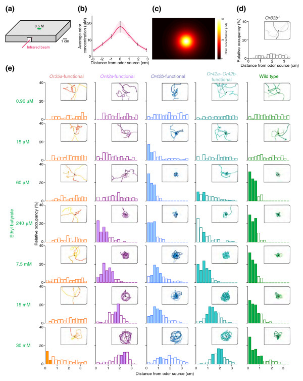 A circuit supporting concentration-invariant odor perception in Drosophila.