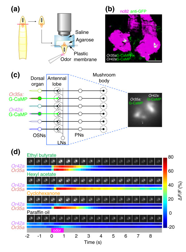 A circuit supporting concentration-invariant odor perception in Drosophila.