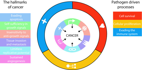 Infectious causes of cancer and their detection.