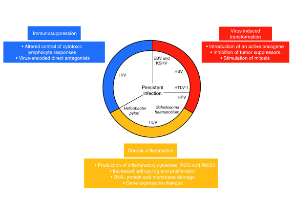 Infectious causes of cancer and their detection.