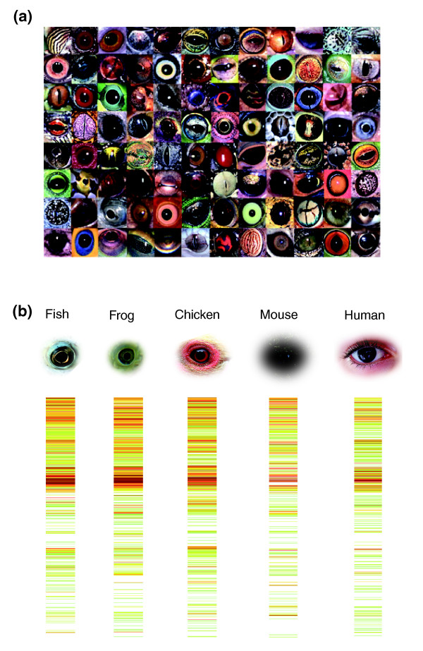 The genomic 'inner fish' and a regulatory enigma in the vertebrates.