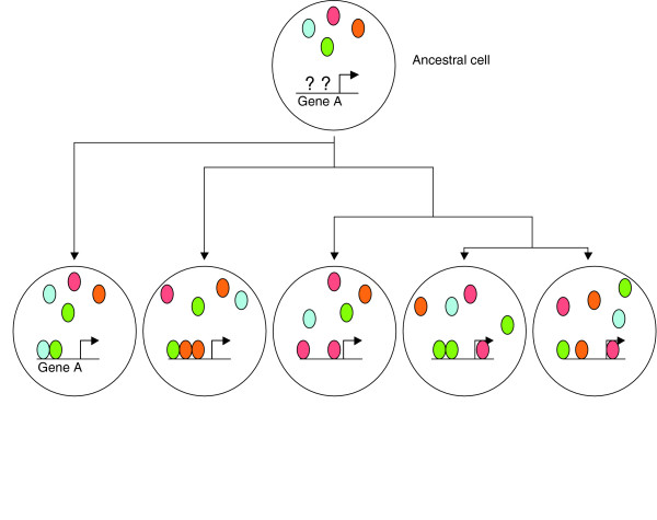 The genomic 'inner fish' and a regulatory enigma in the vertebrates.