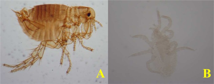 Study on Ectoparasites of Rhombomys opimus, the Main Reservoir of Zoonotic Cutaneous Leishmaniasis in Endemic Foci in Iran.