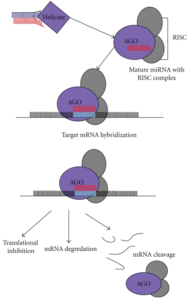 Review of current methodological approaches for characterizing microRNAs in plants.