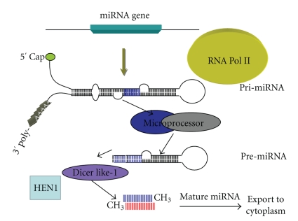 Review of current methodological approaches for characterizing microRNAs in plants.