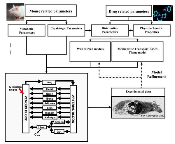 Assessing drug distribution in tissues expressing P-glycoprotein through physiologically based pharmacokinetic modeling: model structure and parameters determination.