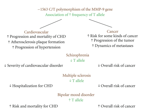 Matrix Metalloproteinase-9 (MMP9)-A Mediating Enzyme in Cardiovascular Disease, Cancer, and Neuropsychiatric Disorders.