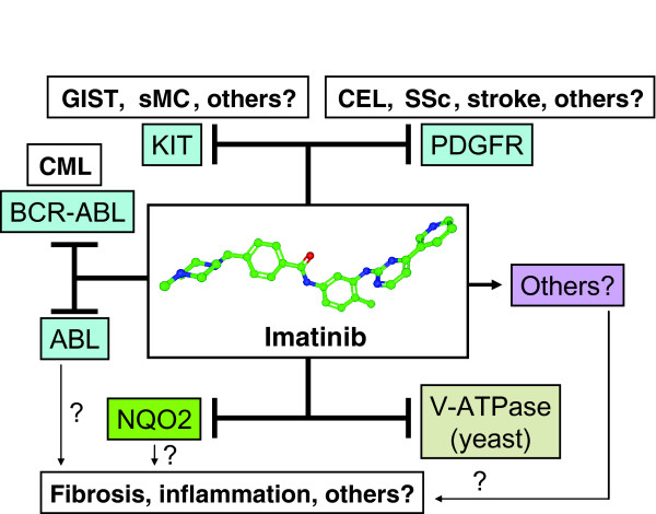 Exploiting the promiscuity of imatinib.