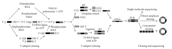 Methodologies for in vitro cloning of small RNAs and application for plant genome(s).