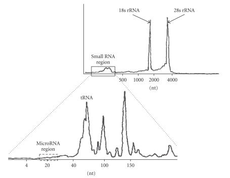 Methodologies for in vitro cloning of small RNAs and application for plant genome(s).