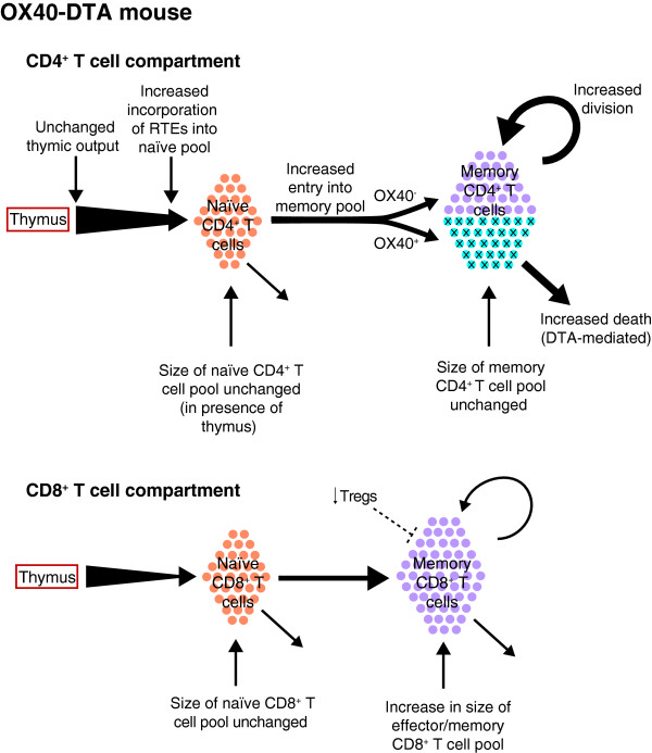 Life and death as a T lymphocyte: from immune protection to HIV pathogenesis.