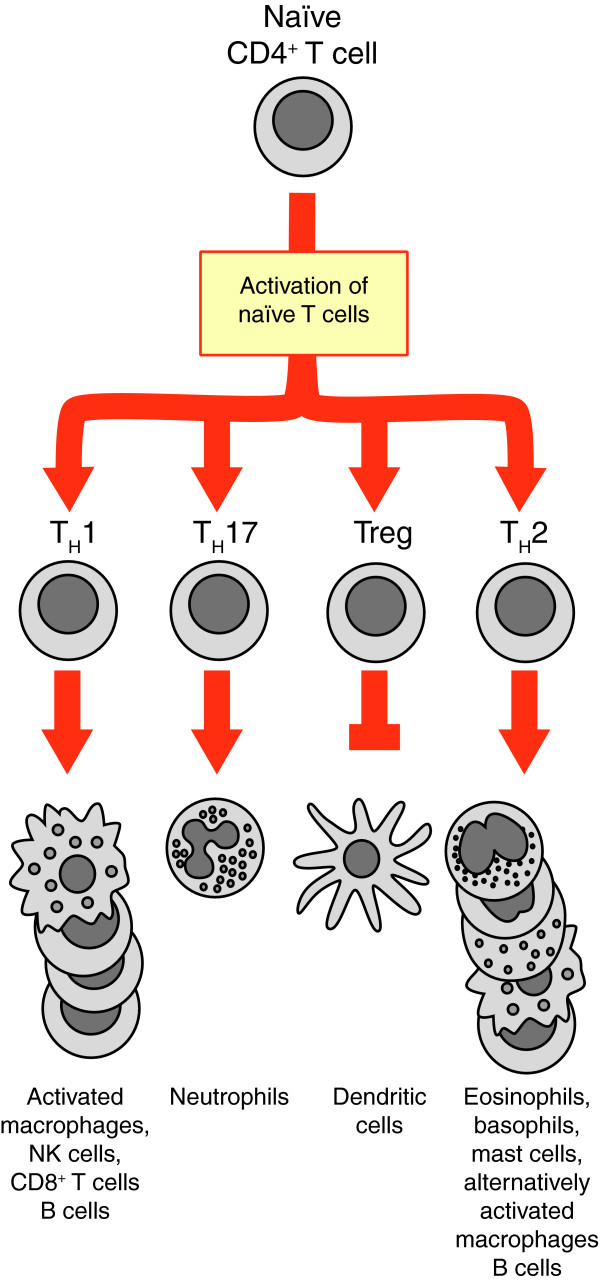 Life and death as a T lymphocyte: from immune protection to HIV pathogenesis.