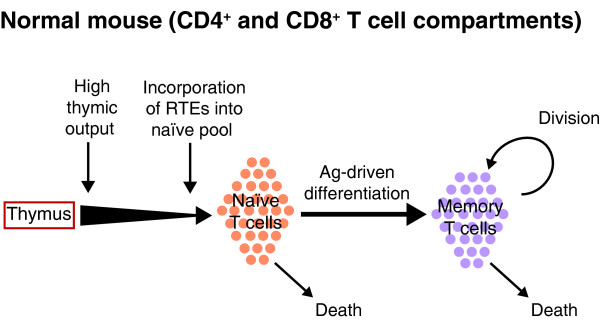 Life and death as a T lymphocyte: from immune protection to HIV pathogenesis.