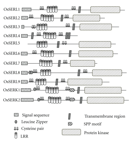 Structural characterization and expression analysis of the SERK/SERL gene family in rice (Oryza sativa).