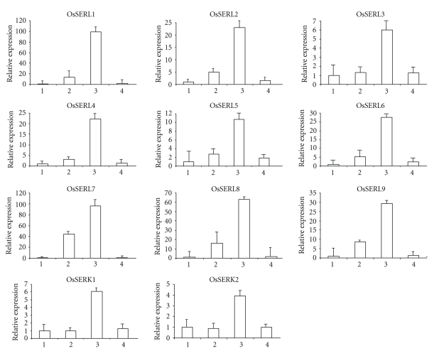 Structural characterization and expression analysis of the SERK/SERL gene family in rice (Oryza sativa).