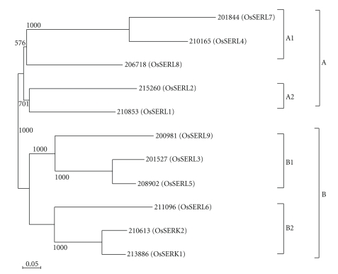 Structural characterization and expression analysis of the SERK/SERL gene family in rice (Oryza sativa).