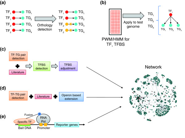 Reconstructing prokaryotic transcriptional regulatory networks: lessons from actinobacteria.