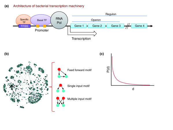 Reconstructing prokaryotic transcriptional regulatory networks: lessons from actinobacteria.