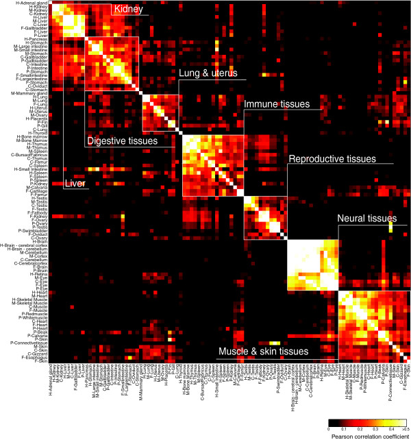 Conservation of core gene expression in vertebrate tissues.