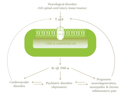 P2X(7) Receptors as a Transducer in the Co-Occurrence of Neurological/Psychiatric and Cardiovascular Disorders: A Hypothesis.