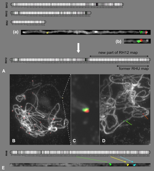 Assignment of genetic linkage maps to diploid Solanum tuberosum pachytene chromosomes by BAC-FISH technology.