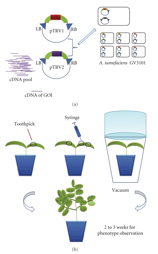 Virus-induced gene silencing, a post transcriptional gene silencing method.